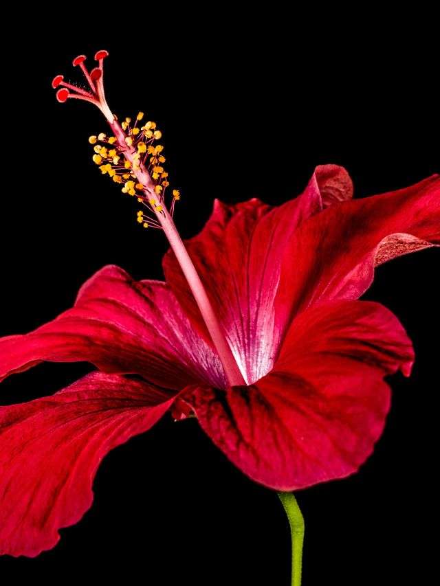 health benefits of hibiscus for long hair