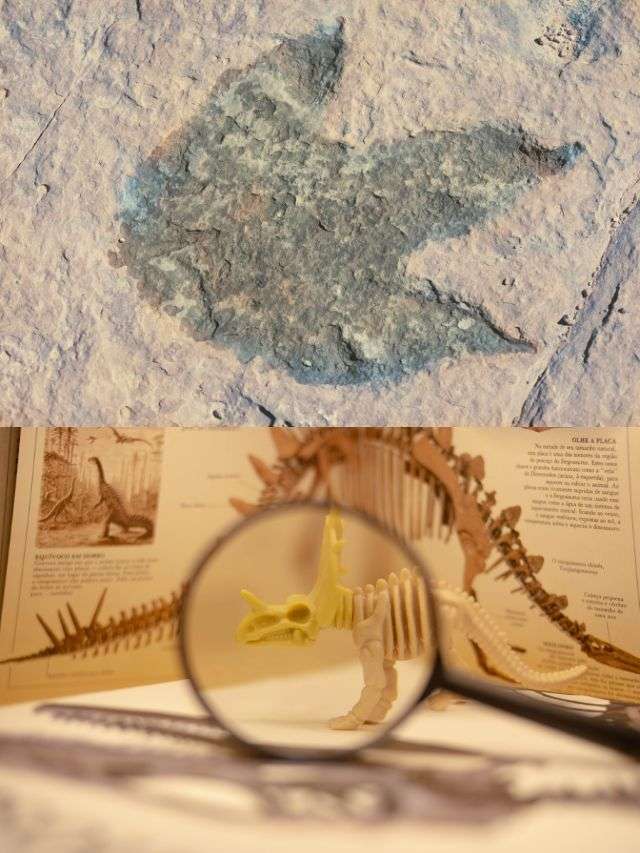 Dinosaur tracks dating back 113 million years revealed