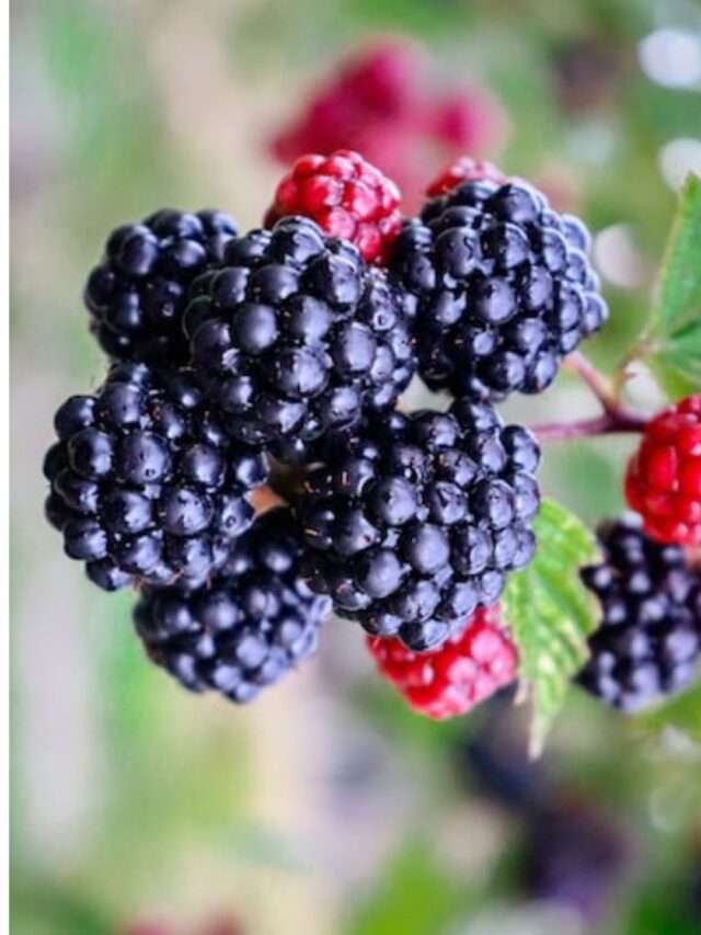 Health-Benefits-of-Drinking-Blackberry-Wine