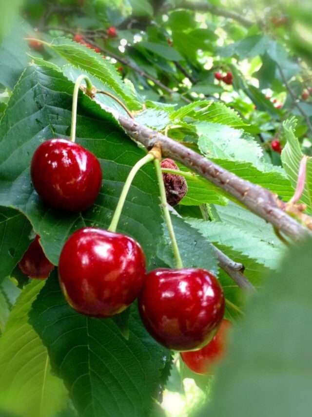 benefits of cherry for weight loss