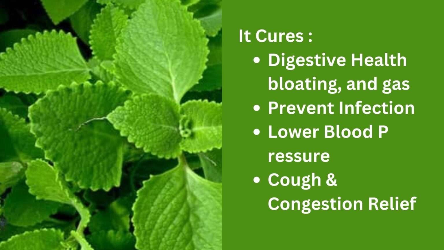 Sipping 1 Glass Of Ajwain Water Miraculous Health Benefits Of Roasted